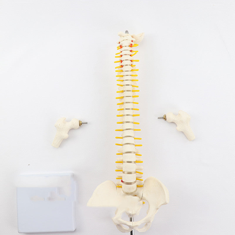 Massage Beauty Human Spine Model - Mama Lifestyles
