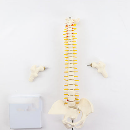 Massage Beauty Human Spine Model - Mama Lifestyles