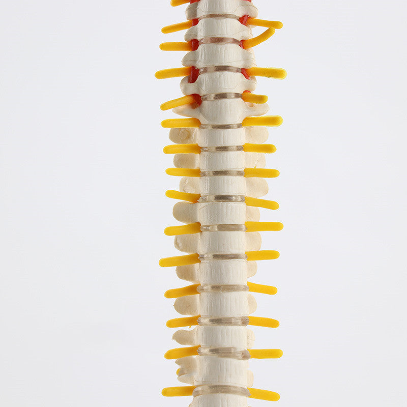 Massage Beauty Human Spine Model - Mama Lifestyles