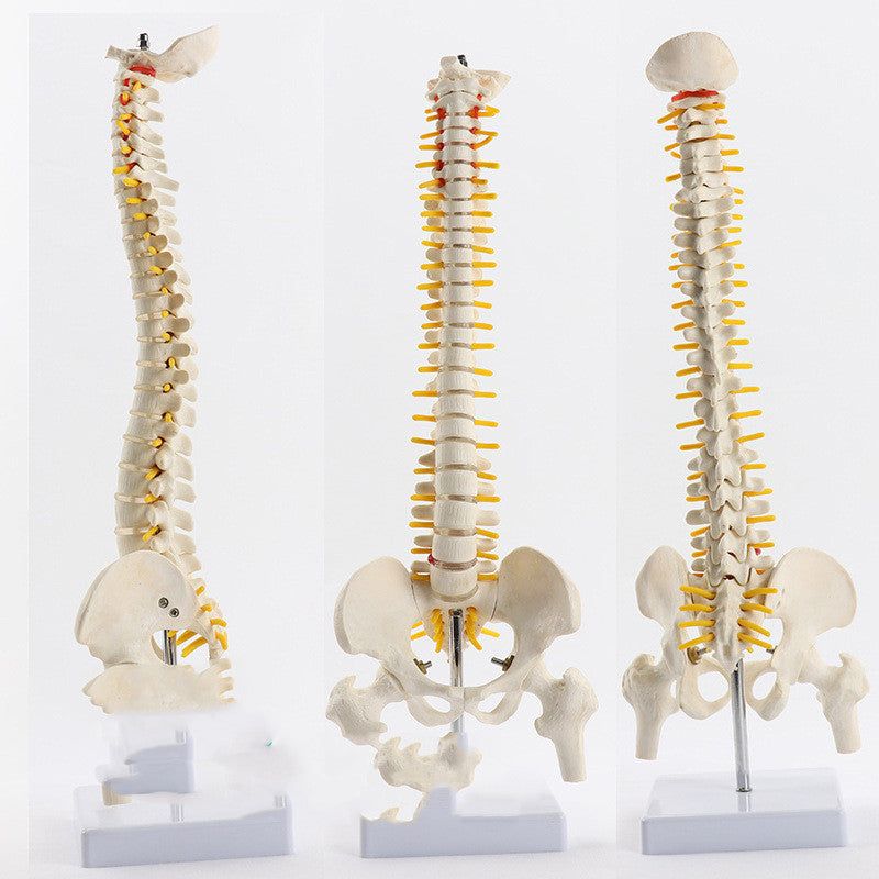 Massage Beauty Human Spine Model - Mama Lifestyles