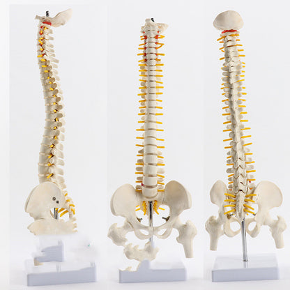 Massage Beauty Human Spine Model - Mama Lifestyles