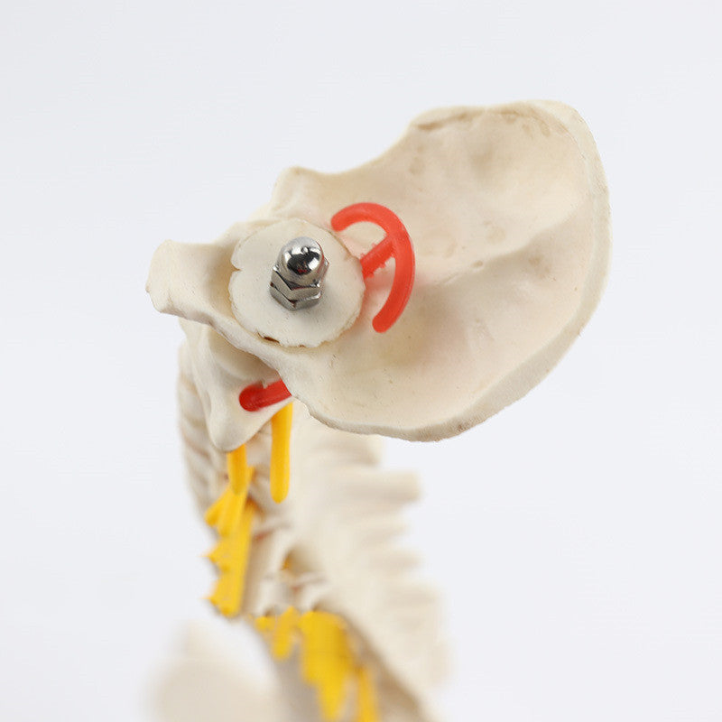 Massage Beauty Human Spine Model - Mama Lifestyles